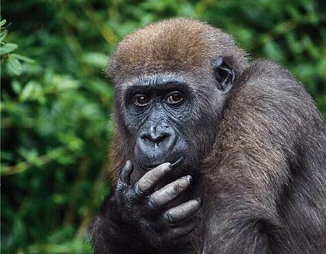 Chimpanzee